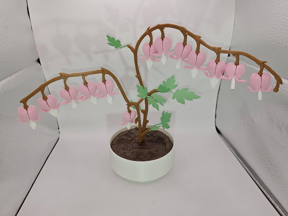 Bleeding Heart Valentine's Plant: A Gift That Grows with Lov...